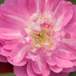 Vrtnice v spletni trgovini - Vrtnice Polianta - vijolično - bela - Rosa Kodály Zoltán - Diskreten vonj vrtnice - Márk Gergely - Njeni karmin-rožnati cvetovi imajo naraven čar,ki je dober pri prilagajanju.
